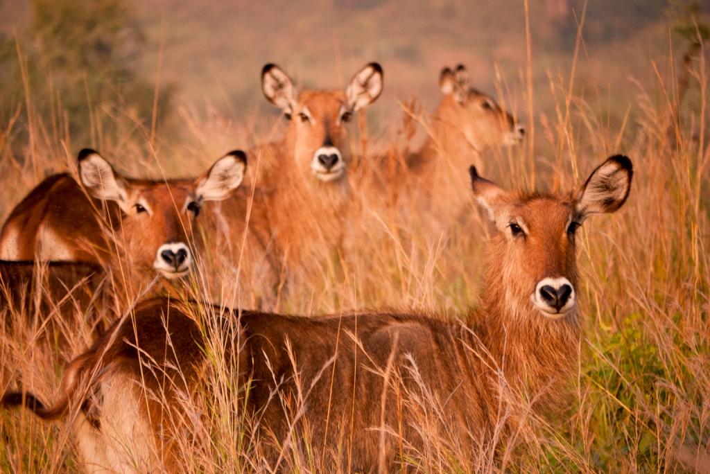 Foto/Copyright: Martin Siering - Antilopen in Afrika, Uganda 2011